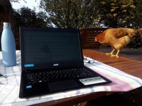 kura i stół -praca przy komputerze przy stole na wsi podczas workaway