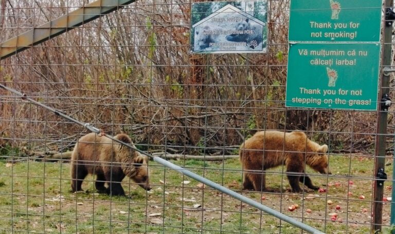 LiBEARty Sanctuary, czyli gdzie zobaczyć niedźwiedzie w Rumunii