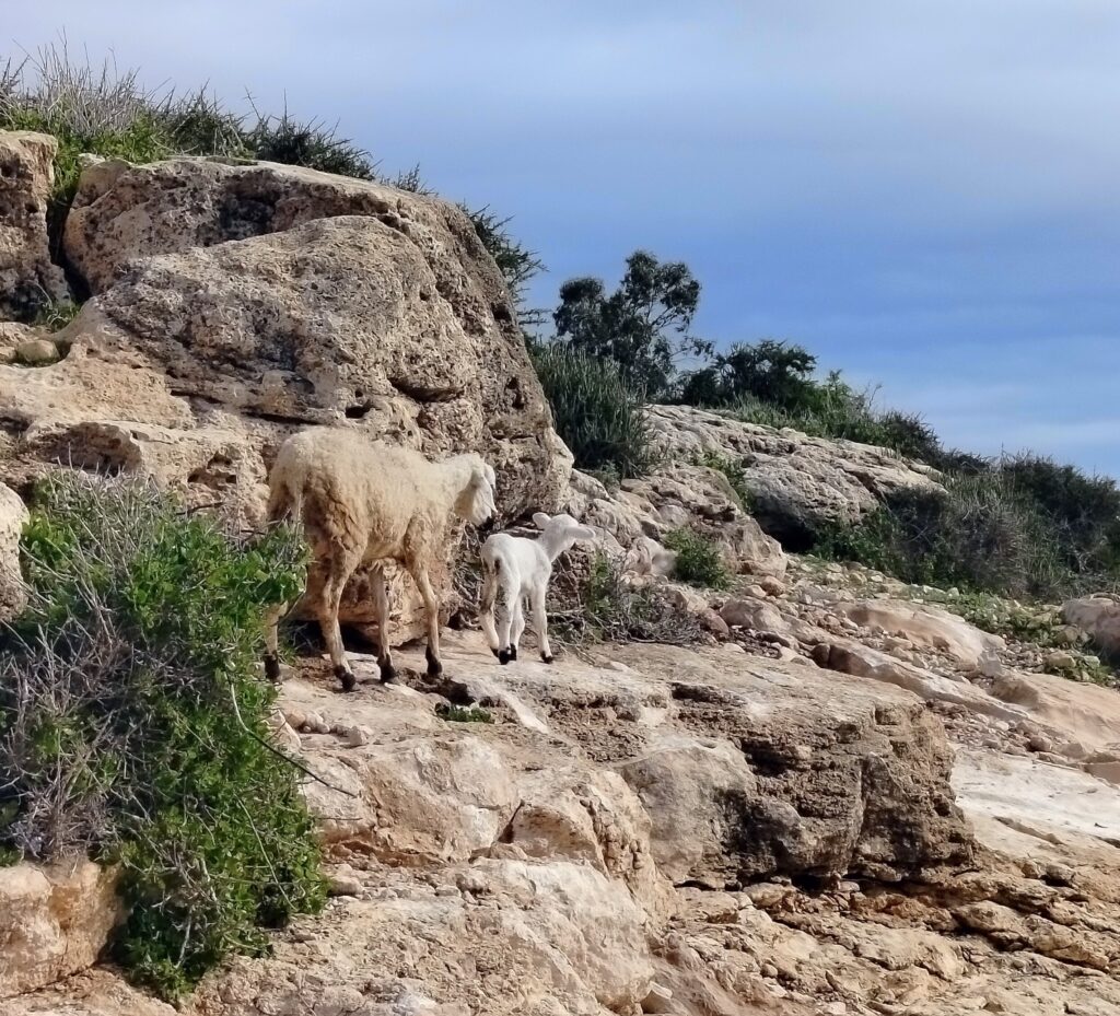 Sidi KAouki w MAroku